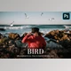 Download Bird Overlays Photoshop CreativeMarket-4934539