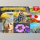 Download HDR +freebies Creativemarket-8115850 (ATN)