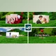 Flying Hearts Wedding Album (Videohive 6623915)