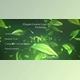 Download Elegant Leaves Logo Reveal V2 (Videohive 18142899) - AE Project