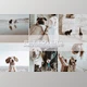 Download 5 Moody Pet Lightroom Presets CreativeMarket-5698951 (DNG , XMP) - Mobile And Desktop