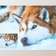 Download Wild Paint Photoshop Action GraphicRiver-29744891 (ATN)