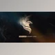 Download Particles Elegant Logo (Videohive 30458322) - AE Project