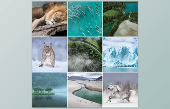 Download Phlearn – Vibrant Nature LUTs for <span class='badge badge-warning'>Photo</span> & Video