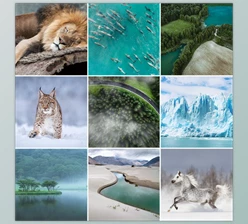 Download Phlearn – Vibrant Nature LUTs for Photo & Video